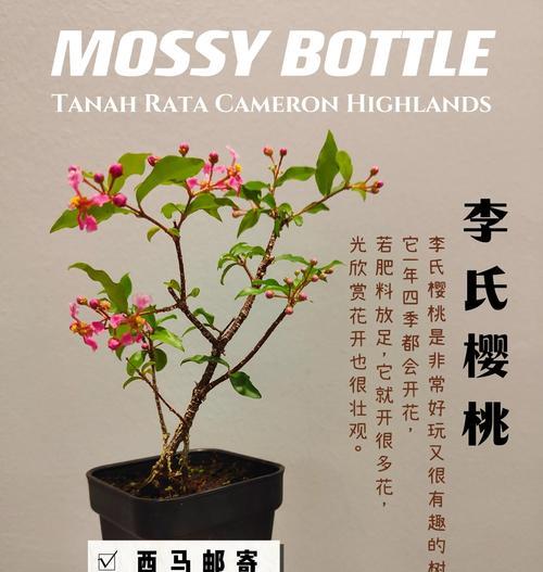 如何选择适合盆栽樱桃树的盆子？（合适尺寸，助力健康生长）
