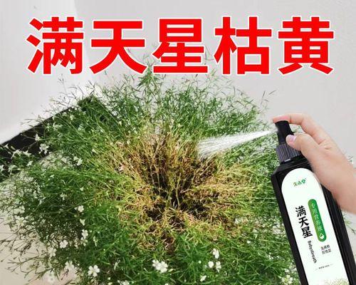 解决满天星光长叶子不开花难题（掌握关键技巧让满天星光开出绚丽花海）