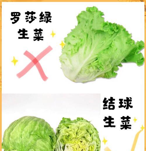 牛心菜与圆菜（探究牛心菜和圆菜的特点和区别，帮你了解更多！）