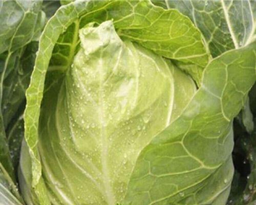 牛心菜与圆菜（探究牛心菜和圆菜的特点和区别，帮你了解更多！）