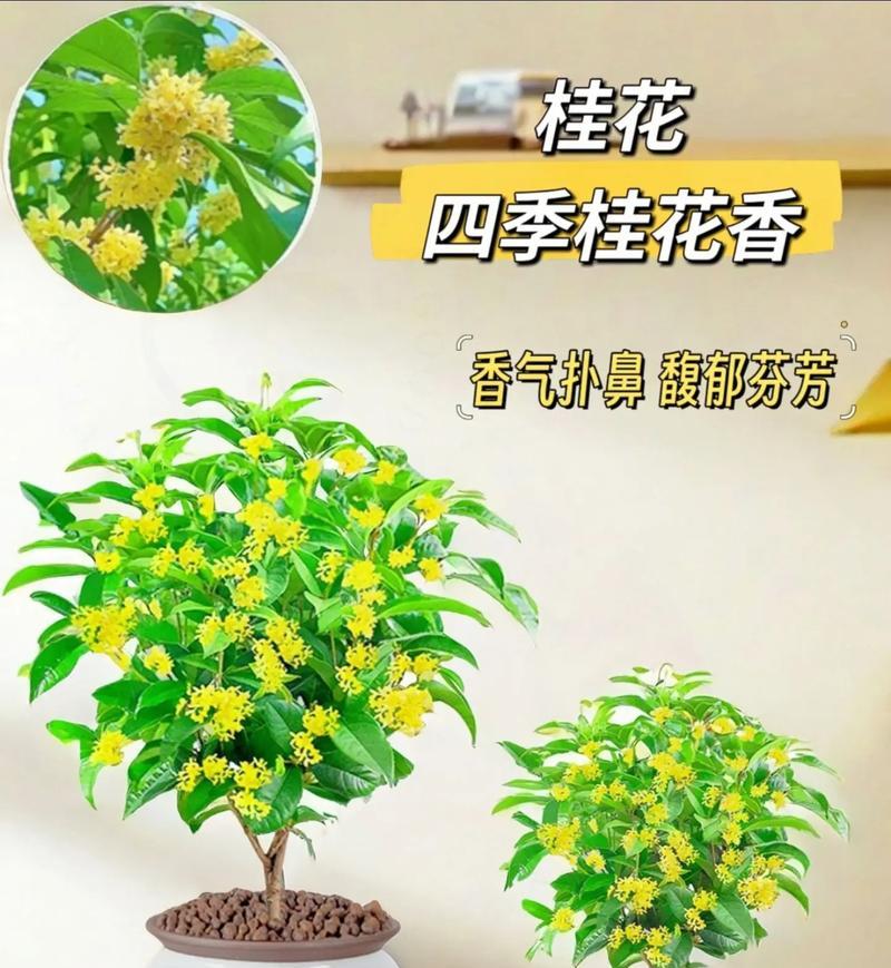 盆栽桂花换盆时间及技巧（你需要知道的盆栽桂花换盆要点和注意事项）