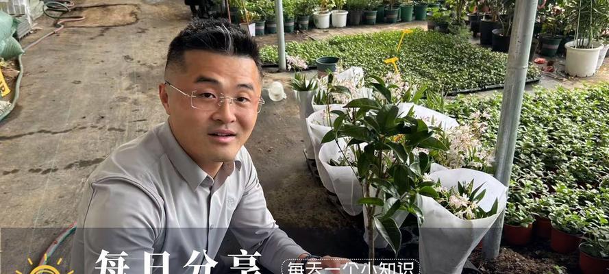 盆栽桂花换盆时间及技巧（你需要知道的盆栽桂花换盆要点和注意事项）