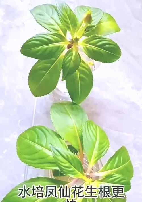 探究凤仙花的花朵授粉机制（凤仙花的自花授粉和异花授粉及其意义）