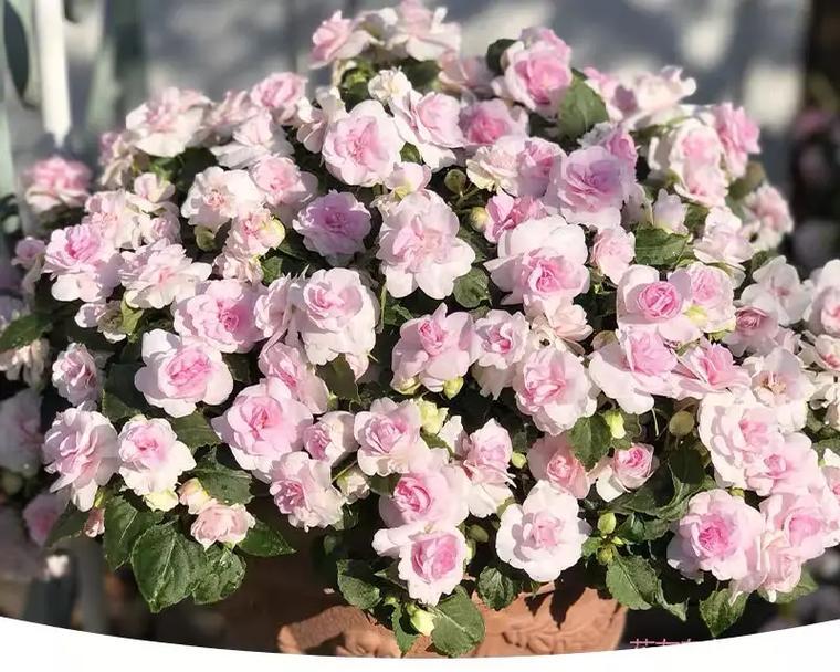 探究凤仙花的花朵授粉机制（凤仙花的自花授粉和异花授粉及其意义）