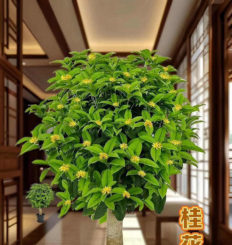 四季桂花剪枝技巧详解（掌握最佳时间和方法，让桂花常年芬芳盛开）