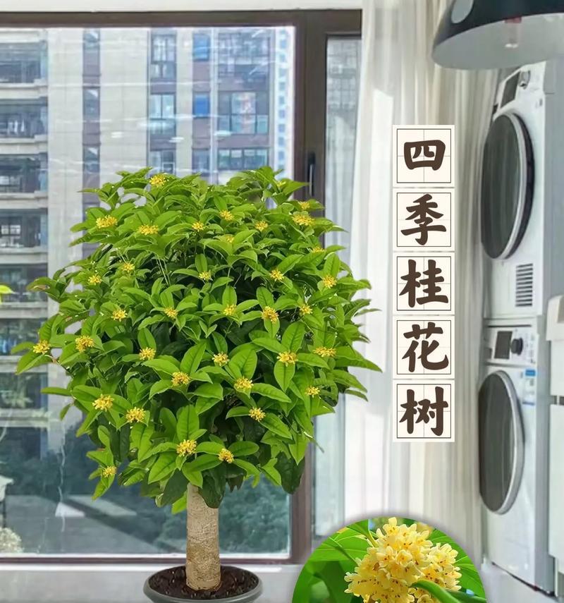 四季桂花剪枝技巧详解（掌握最佳时间和方法，让桂花常年芬芳盛开）