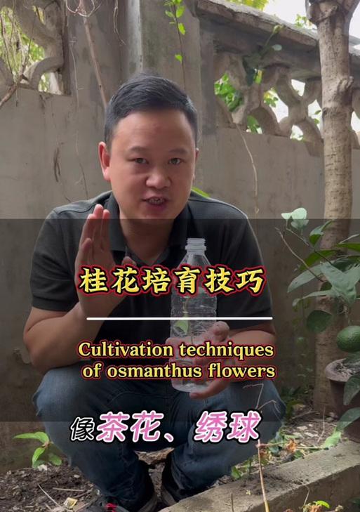 四季桂花剪枝技巧详解（掌握最佳时间和方法，让桂花常年芬芳盛开）