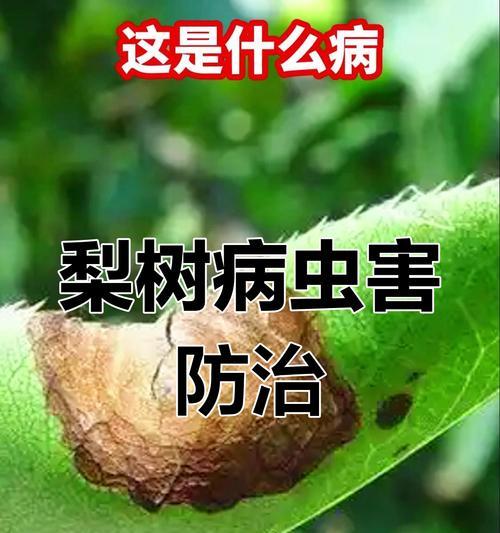 梨树黄叶病——病因与治疗方法（探究梨树黄叶病的成因及有效治疗方法）