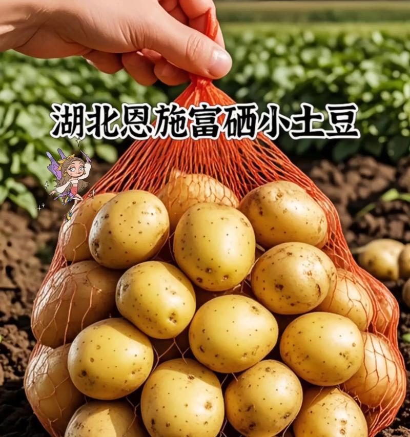 土豆的产地对品质影响大吗？（探究土豆最佳产地，享受美味与健康）