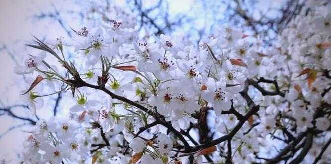 梨花的象征意义与传承（寓意深远，寄托美好）