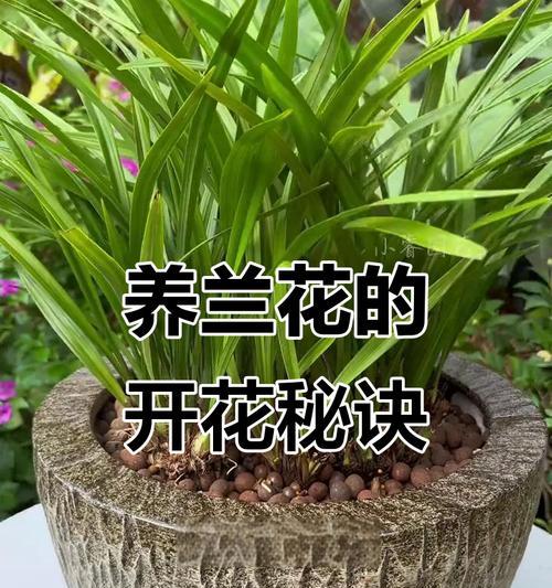 兰花光长叶子不开花的原因及处理方法（探究兰花光长叶子不开花的真相，解决兰花爱好者的烦恼）