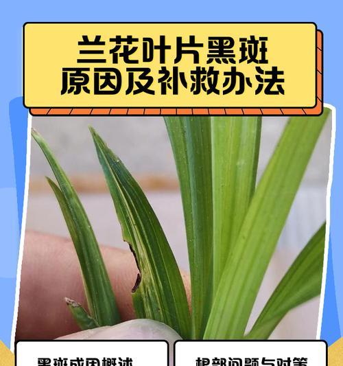 兰花光长叶子不开花的原因及处理方法（探究兰花光长叶子不开花的真相，解决兰花爱好者的烦恼）