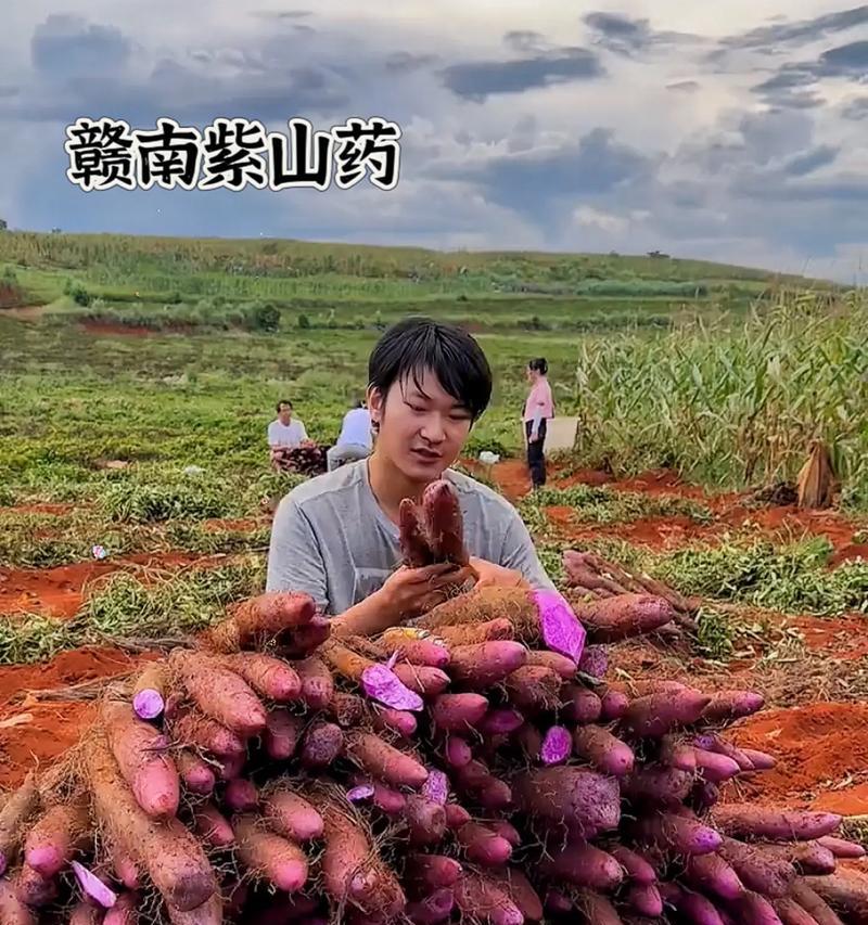 红薯叶（红薯叶的营养价值与吃法、红薯叶是否可以生吃）