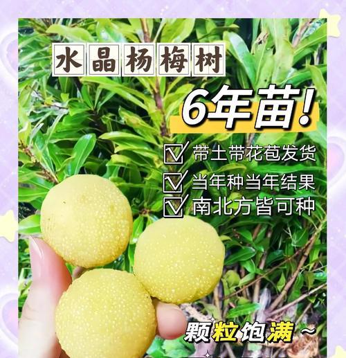 富民杨梅成熟时间及采摘技巧（掌握成熟时间采摘须知）