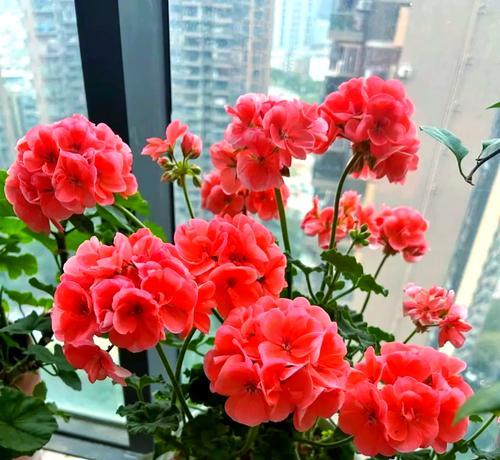 冬季适合种什么花？（寻找寒冬里的花海，打造暖心生活）