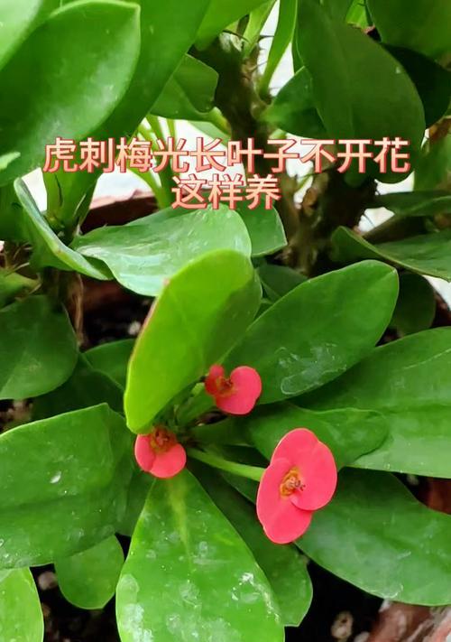 凤仙花为何光长叶子不开花？解密凤仙花不开花的原因及解决方法（凤仙花的光叶子不开花是怎么回事？症结在哪里？）
