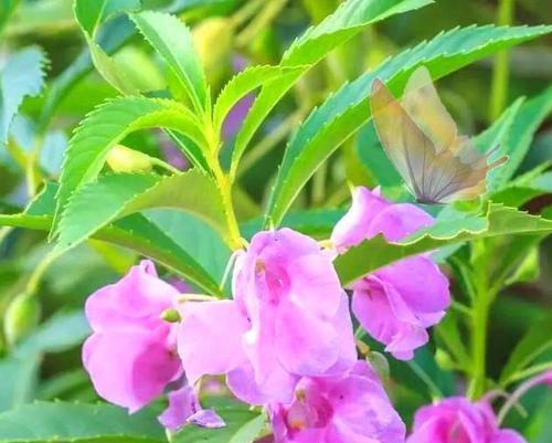 凤仙花为何光长叶子不开花？解密凤仙花不开花的原因及解决方法（凤仙花的光叶子不开花是怎么回事？症结在哪里？）