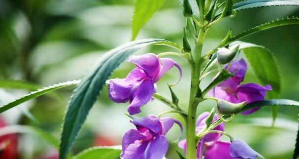 凤仙花为何光长叶子不开花？解密凤仙花不开花的原因及解决方法（凤仙花的光叶子不开花是怎么回事？症结在哪里？）