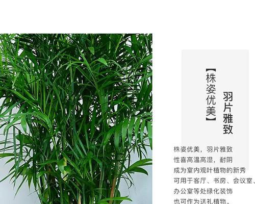 如何正确修剪夏威夷竹子？（从选择工具到整形技巧，让你轻松打造美丽的竹林。）