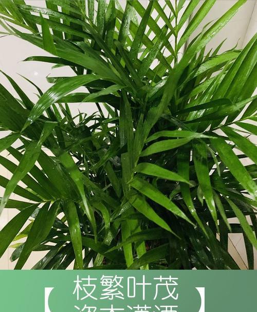 如何正确修剪夏威夷竹子？（从选择工具到整形技巧，让你轻松打造美丽的竹林。）