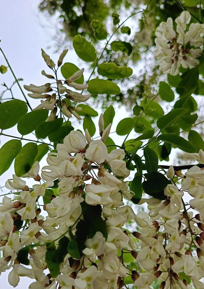 洋槐开花时间的早晚与气候关系（探寻洋槐花期与自然环境的密不可分）