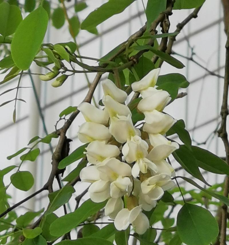 洋槐开花时间的早晚与气候关系（探寻洋槐花期与自然环境的密不可分）