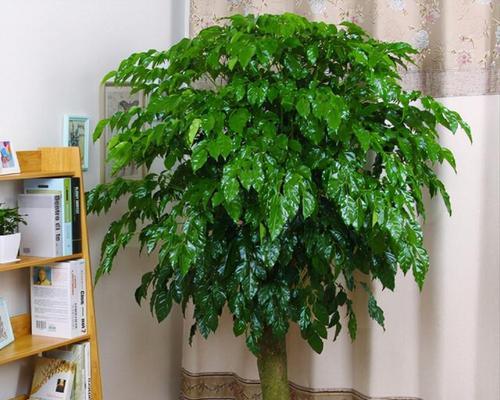 探索南方最适合种植的树种及其特点（探索南方最适合种植的树种及其特点）