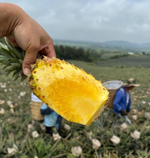 树菠萝种子是否可食用？（探究树菠萝种子的营养价值和食用方法）