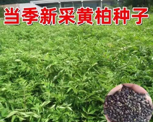 树菠萝种子是否可食用？（探究树菠萝种子的营养价值和食用方法）