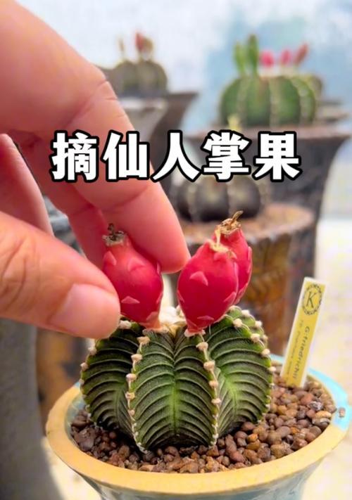 仙人掌的喜光特性（掌控阳光，这些需知！）