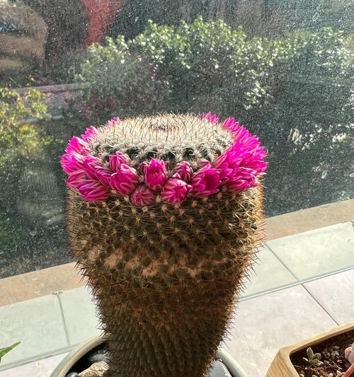仙人掌的喜光特性（掌控阳光，这些需知！）