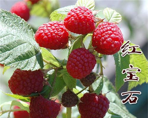 如何让树莓度过严寒的冬季（树莓耐寒温度及保护方法）