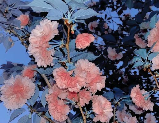 这些花能够传递温暖与善意（这些花能够传递温暖与善意）