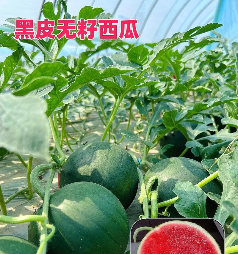 无籽西瓜的种子是如何产生的？（揭秘无籽西瓜种子的成长之路）