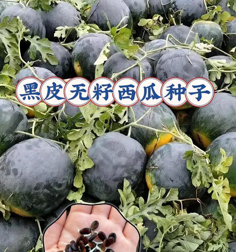 无籽西瓜的种子是如何产生的？（揭秘无籽西瓜种子的成长之路）