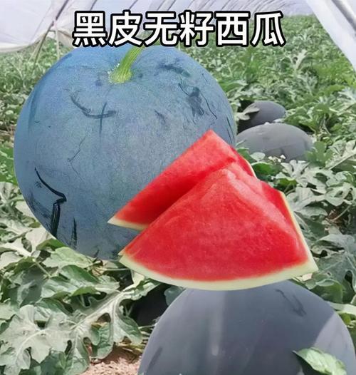 无籽西瓜的种子是如何产生的？（揭秘无籽西瓜种子的成长之路）