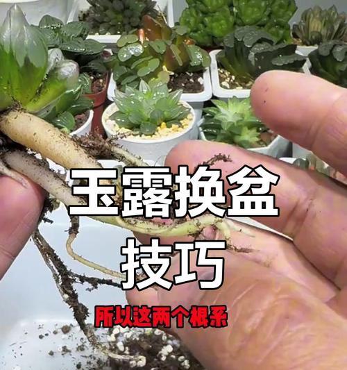 如何正确给玉露更换盆土？（玉露换盆的最佳时间、步骤和注意事项）