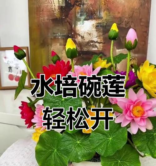 碗莲花开放期（了解碗莲花的开放周期及欣赏之道）