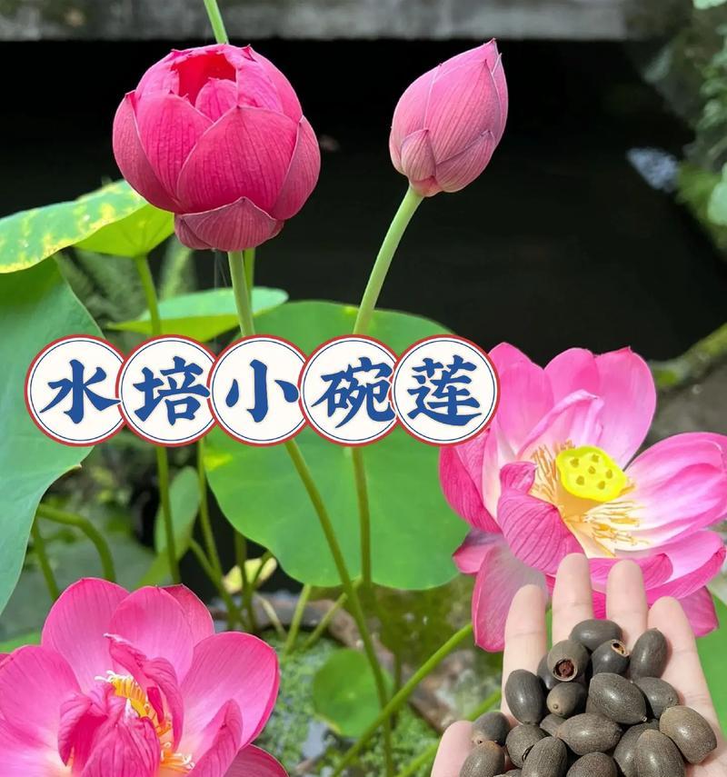 碗莲花开放期（了解碗莲花的开放周期及欣赏之道）