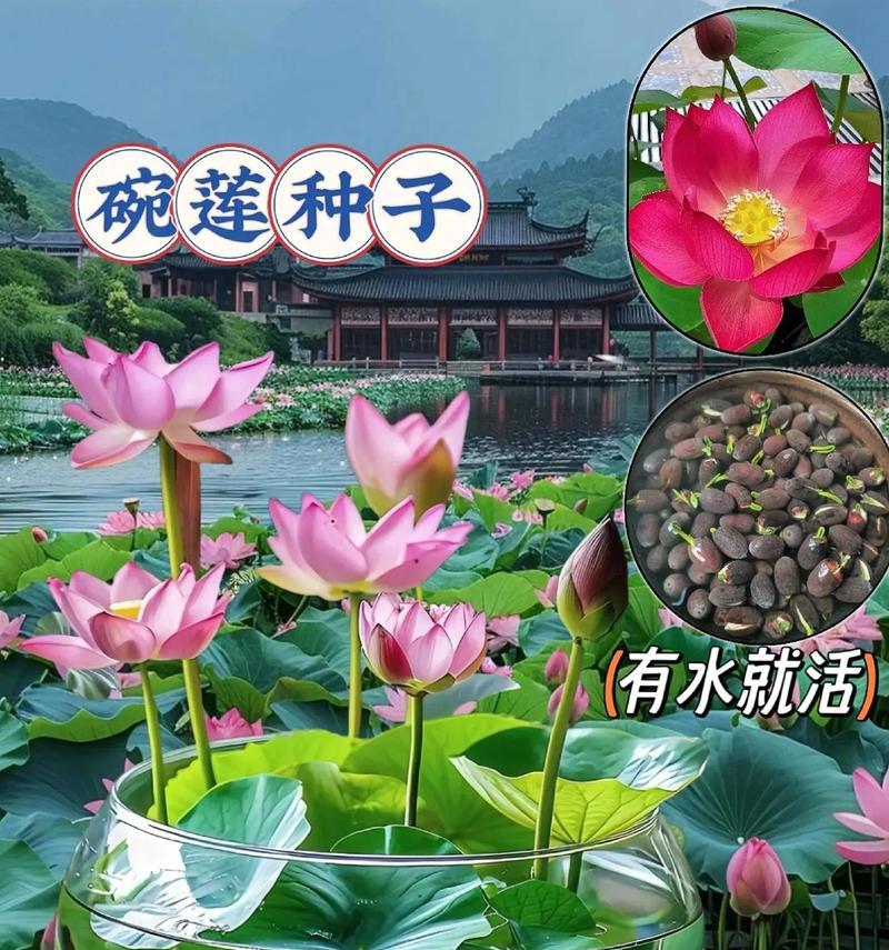 碗莲花开放期（了解碗莲花的开放周期及欣赏之道）
