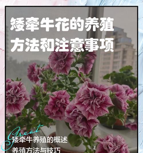 牵牛花的花期长短与生长习性