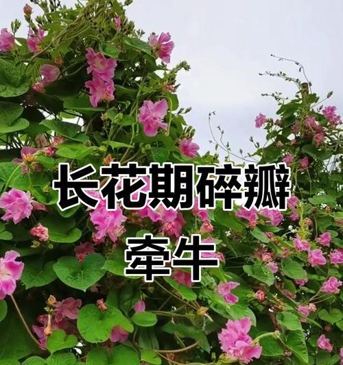 牵牛花的花期长短与生长习性