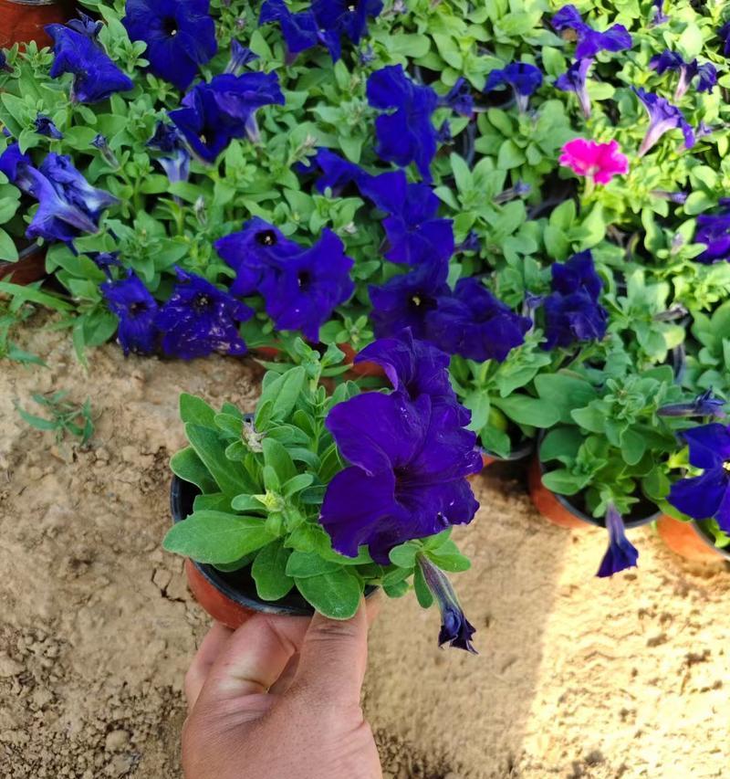 牵牛花的花期长短与生长习性