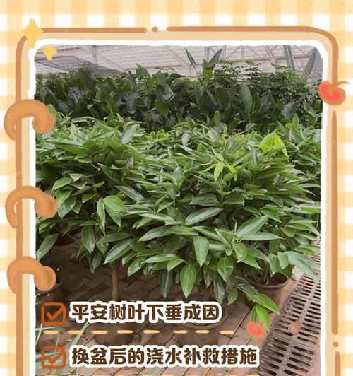 平安树换盆指南（春季换盆，让平安树健康成长）