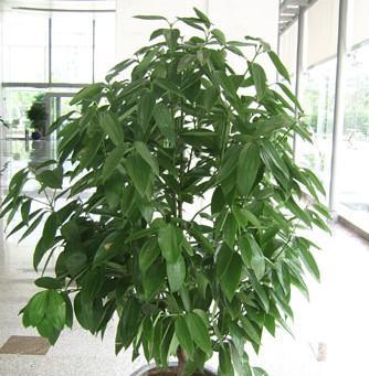 平安树换盆指南（春季换盆，让平安树健康成长）