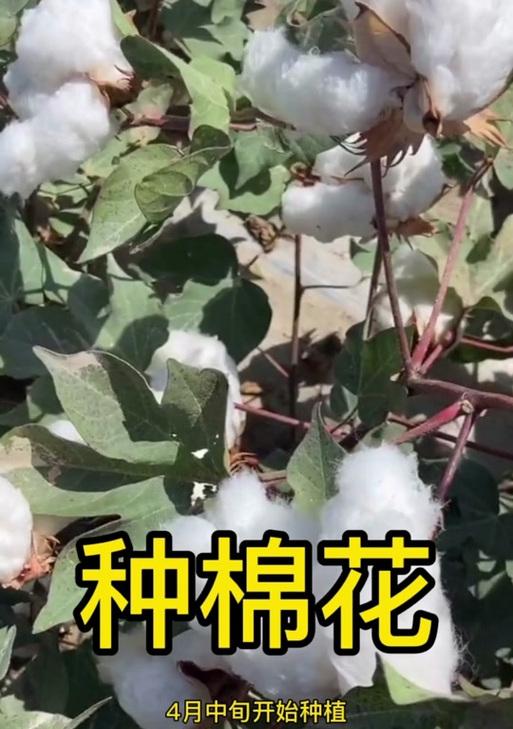 河南棉花种植时间全解析（合适的种植时间，打造高产高质棉花）