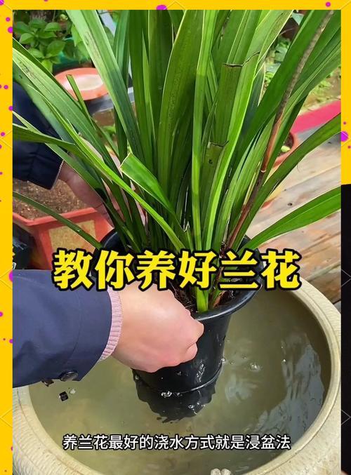 兰花土壤配制方法（打造适宜兰花生长的土壤，让兰花根深叶茂）