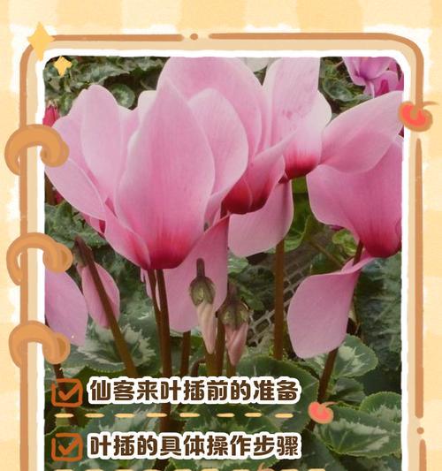 怎样更换仙客来的土和盆？（从换土到换盆，让仙客来更加健康茁壮）