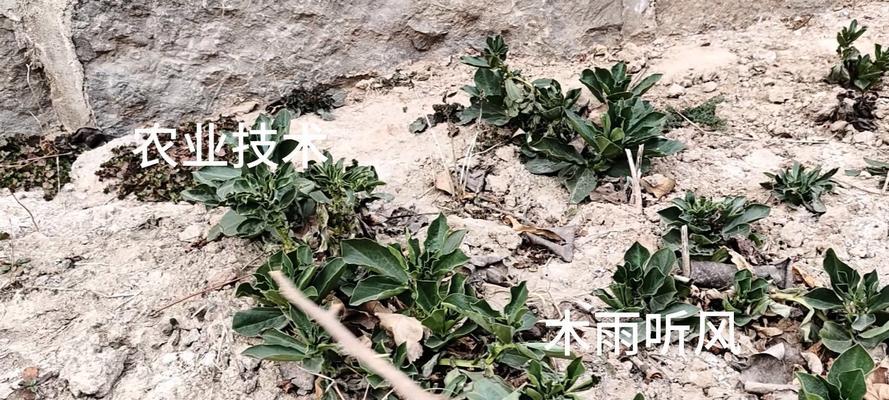 南方蚕豆的种植时间与技巧（掌握适宜的播种时间，打造丰收的蚕豆田）