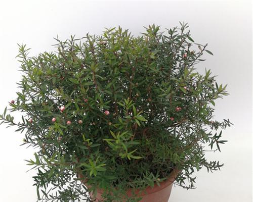 家里养松红梅风水好吗？（探讨松红梅在家居风水中的作用及注意事项）
